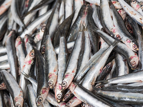 sardine