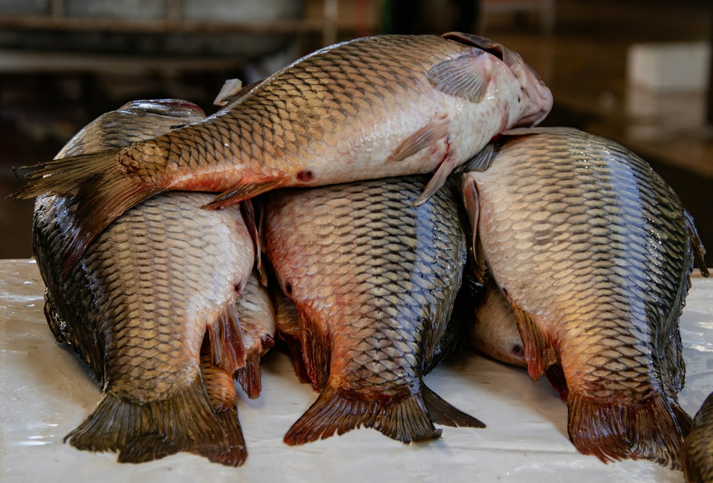 Pesce appena pescato con squame argentate su una superficie bagnata.
