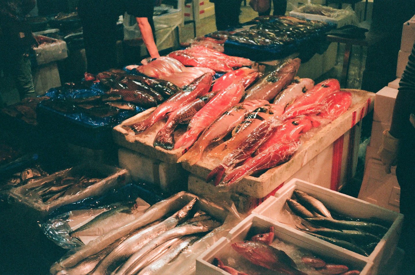 Pesce fresco esposto sul ghiaccio in cassette di mercato.