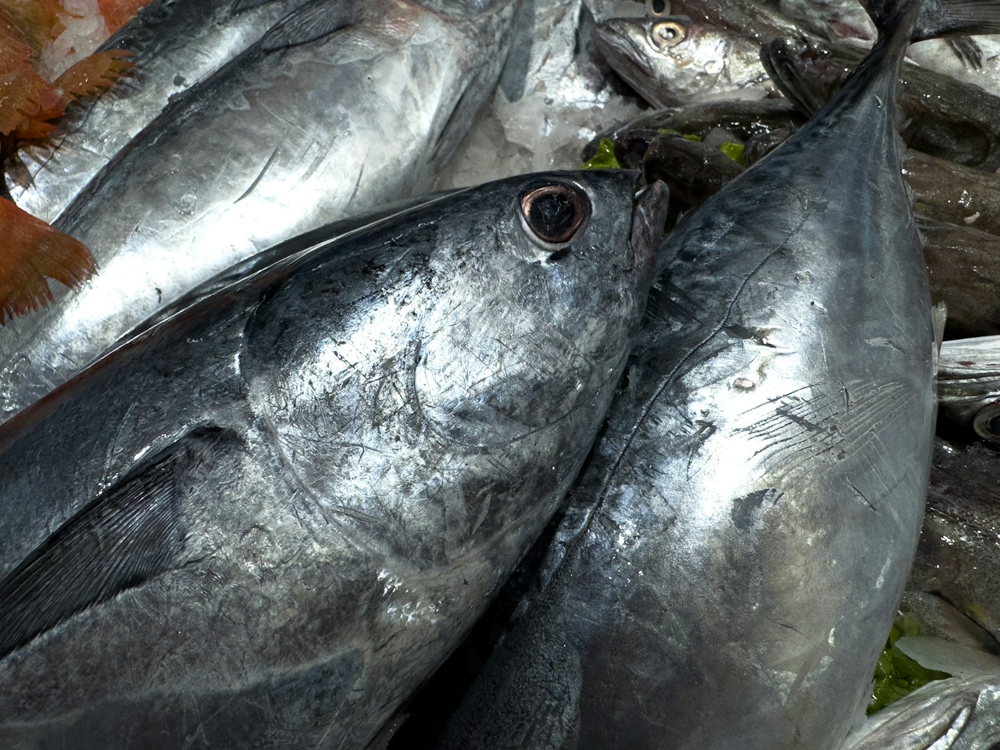 Pesce intero fresco su un letto di ghiaccio tritato.
